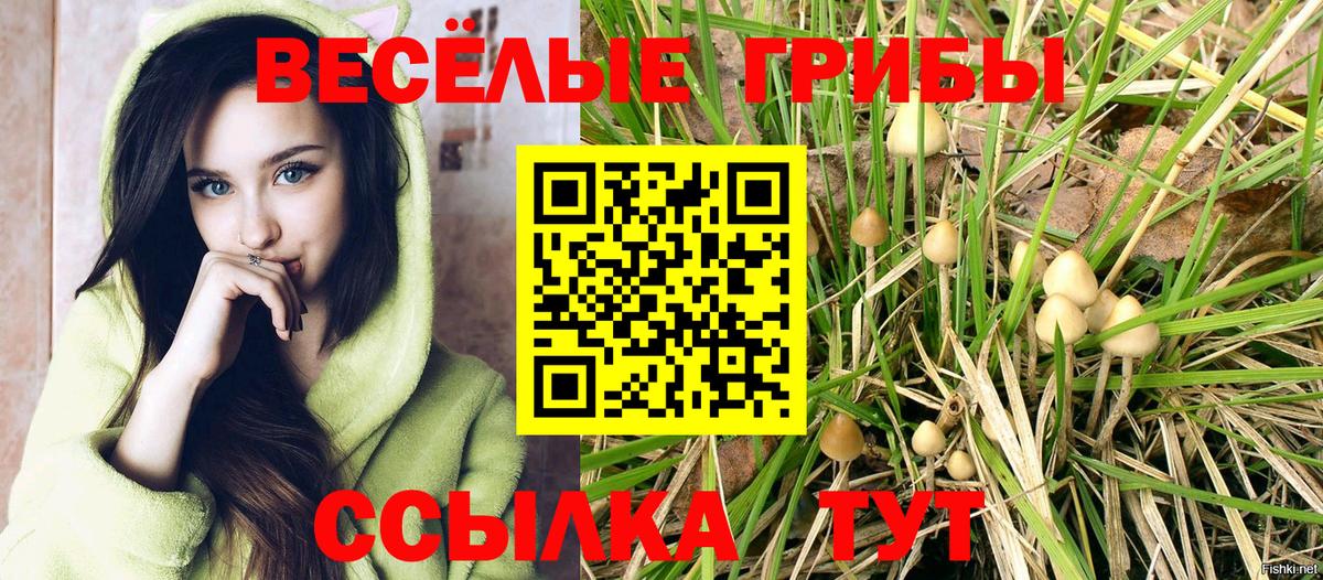 Псилоцибиновые грибы Psilocybine cubensis Новоалтайск